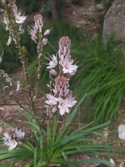 Asphodelus ramosus ramosus