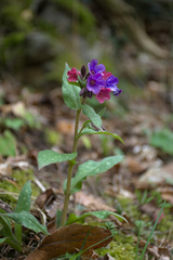 Pulmonaria affinis