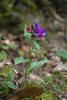 Allied Lungwort - Photo (c) dcourtine, some rights reserved (CC BY), uploaded by dcourtine