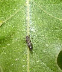 Agrilus obsoletoguttatus