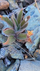 Aphyllon franciscanum