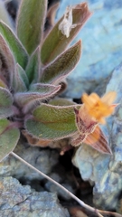 Aphyllon franciscanum