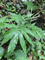 Cardamine heptaphylla