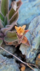 Aphyllon franciscanum