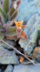 Aphyllon franciscanum