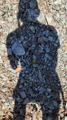 Aphyllon franciscanum