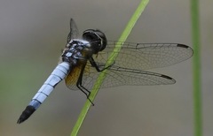 Aethriamanta gracilis