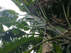 Musa × paradisiaca