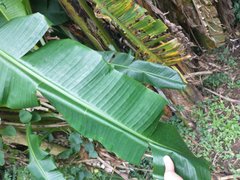 Musa × paradisiaca