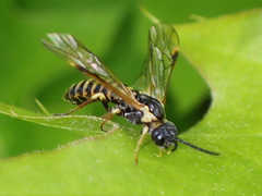 Strongylogaster multicincta