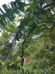 Musa × paradisiaca