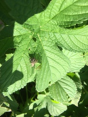 Acanthocoris sordidus