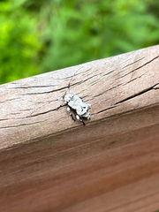 Leptostylus asperatus