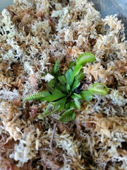 Dionaea