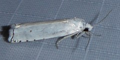 Hystrichophora vestaliana