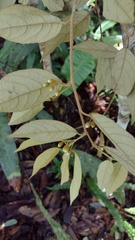 Chrysobalanaceae