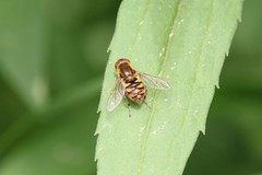 Parhelophilus obsoletus