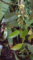 Chrysobalanaceae