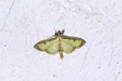 Goniorhynchus salaconalis