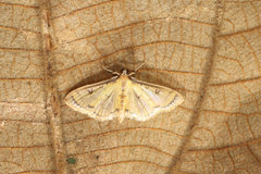 Goniorhynchus salaconalis