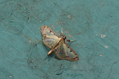 Goniorhynchus salaconalis