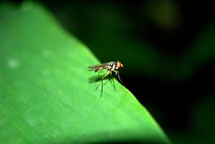 Tanypezidae