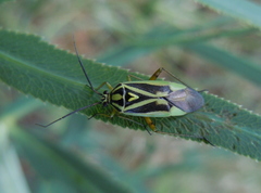 Brachycoleus decolor