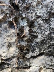 Enchylium polycarpon