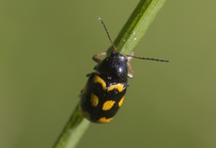 Cryptocephalus anticus