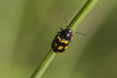 Cryptocephalus anticus