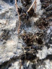 Enchylium polycarpon