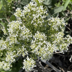 Lepidium chalepense