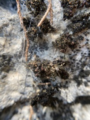 Enchylium polycarpon