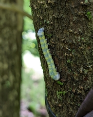 Pyreferra hesperidago