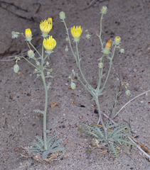 Malacothrix sonchoides