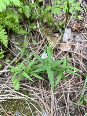 Pseudostellaria