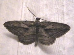 Peribatodes correptaria