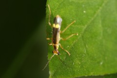 Malthinus occipitalis
