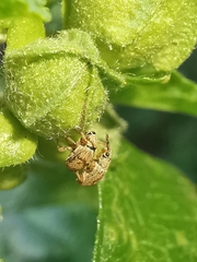 Malvapion malvae