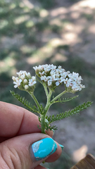 Achillea millefolium