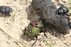 Phanaeus vindex