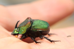 Phanaeus vindex