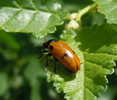Clytra quadripunctata
