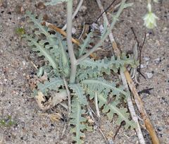 Malacothrix sonchoides