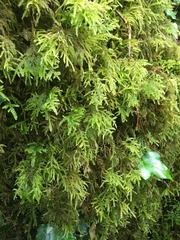 Thamnobryum