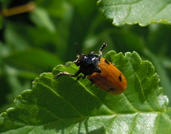 Clytra quadripunctata