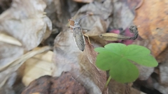 Heteroptera