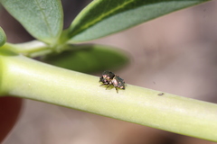 Sassacus papenhoei