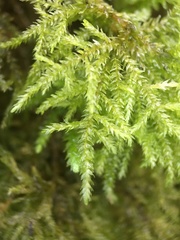 Thamnobryum