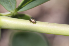 Sassacus papenhoei